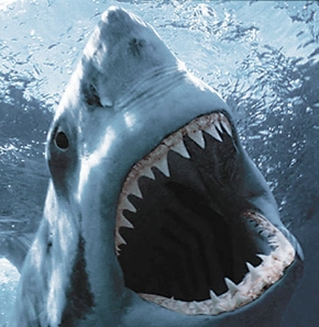 Хотите несколько рядов зубов, как у акулы?