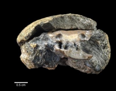 Исследователи нашли самый древний мозг